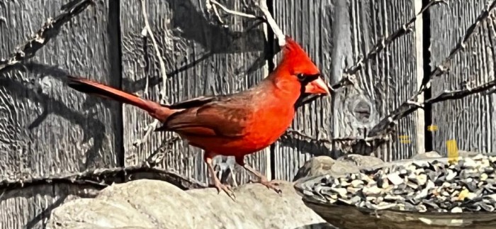 Cardinal Feb.jpg